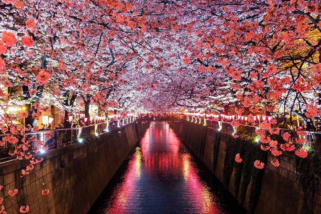 東京旅遊-櫻花季