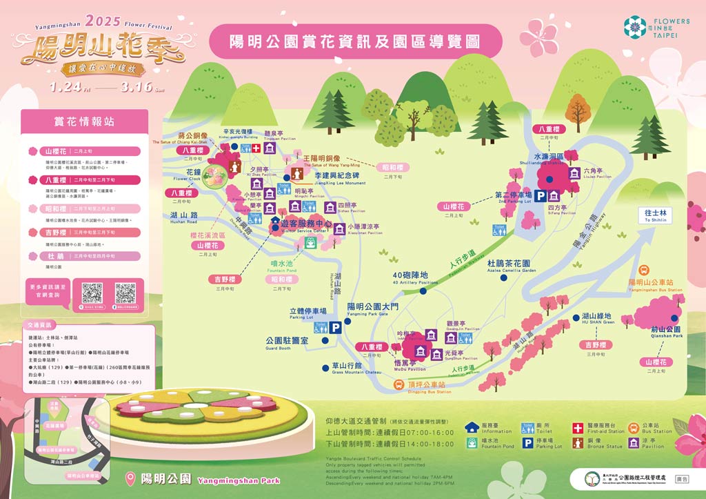2025陽明山櫻花