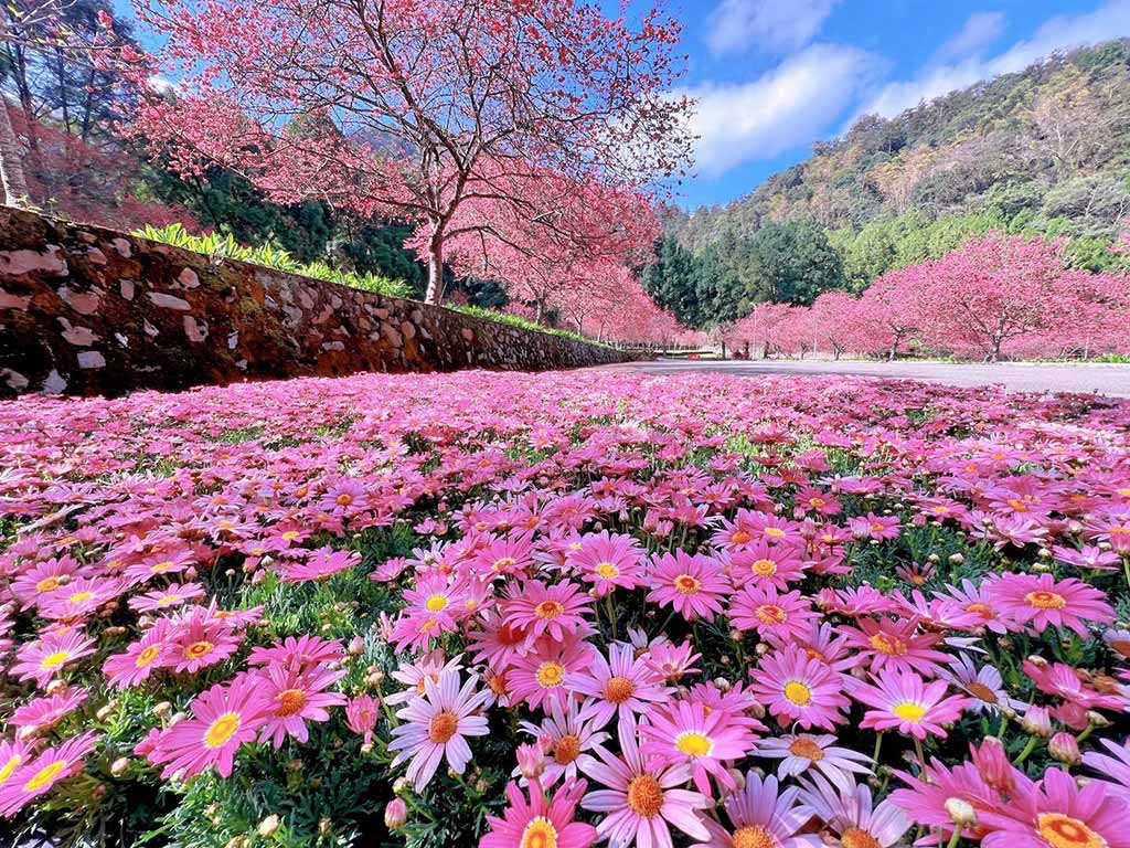 九族櫻花季