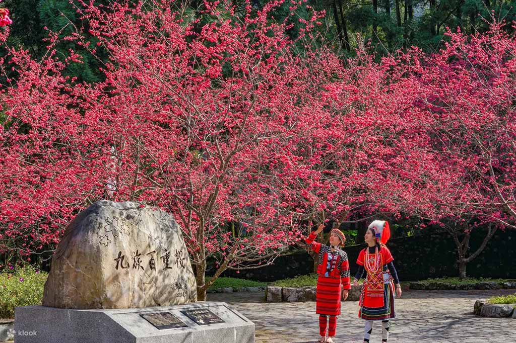 九族櫻花季