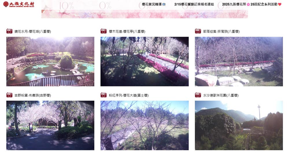 九族櫻花-花況