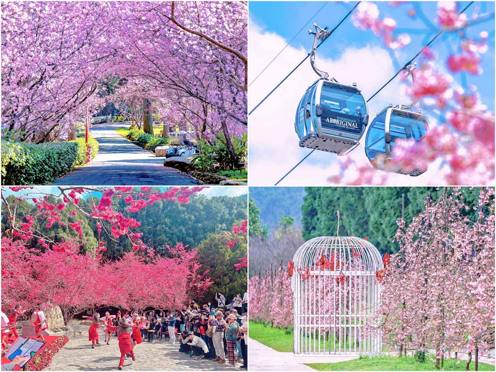 九族櫻花