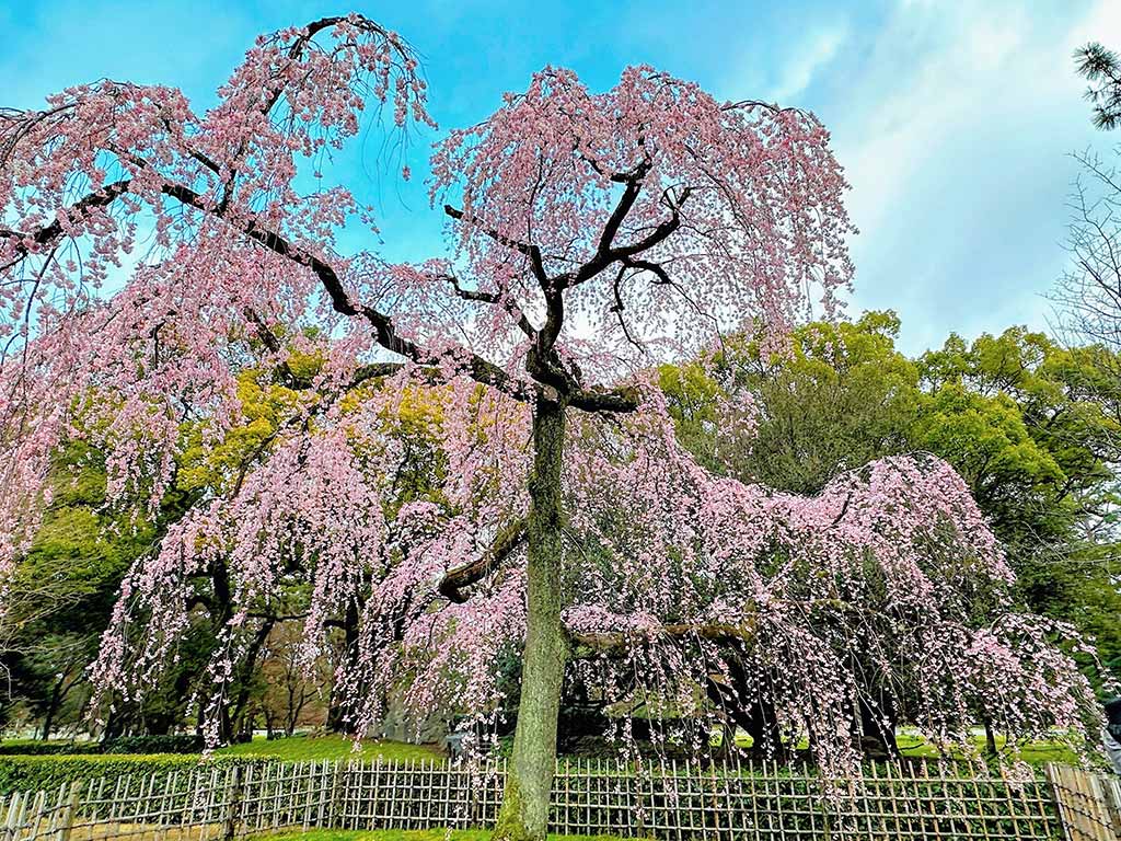 京都御苑