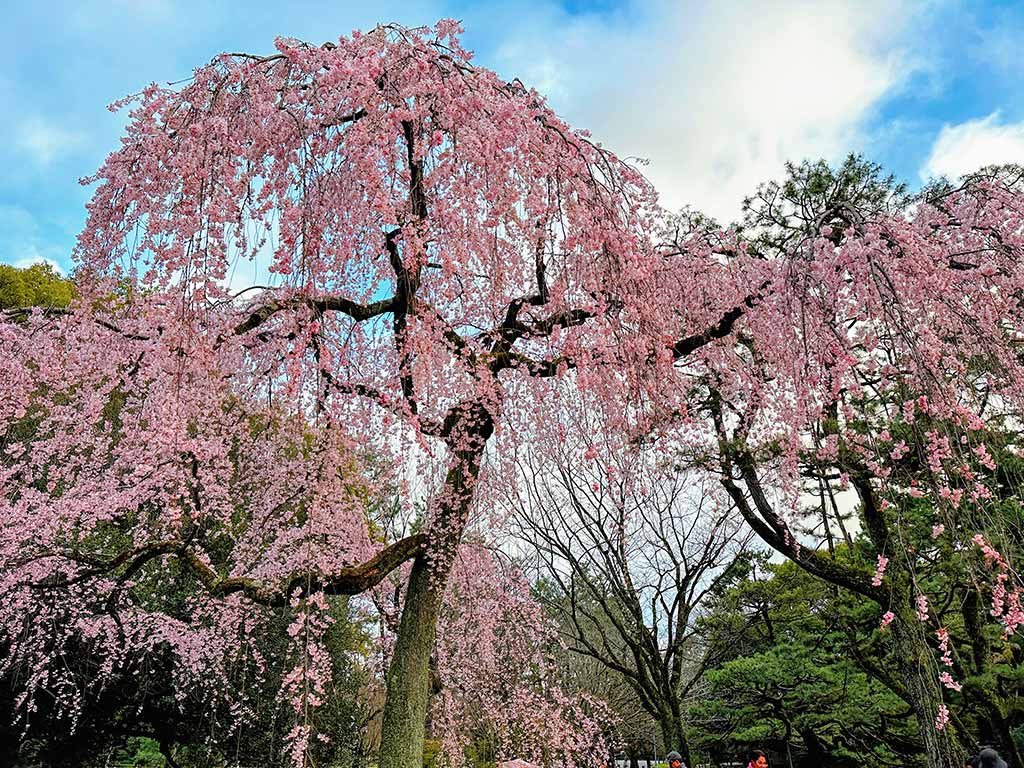 京都御苑