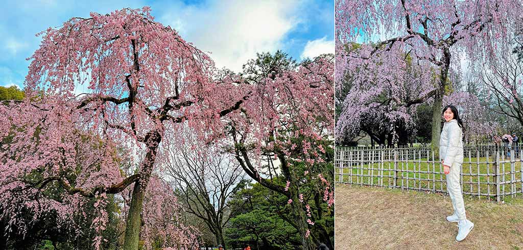 京都櫻花