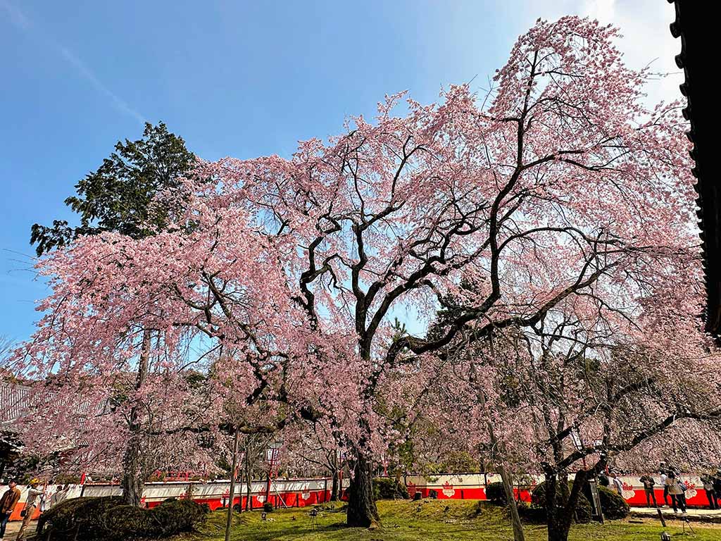 京都櫻花