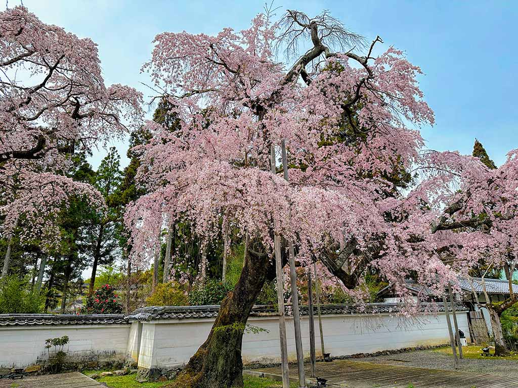京都櫻花