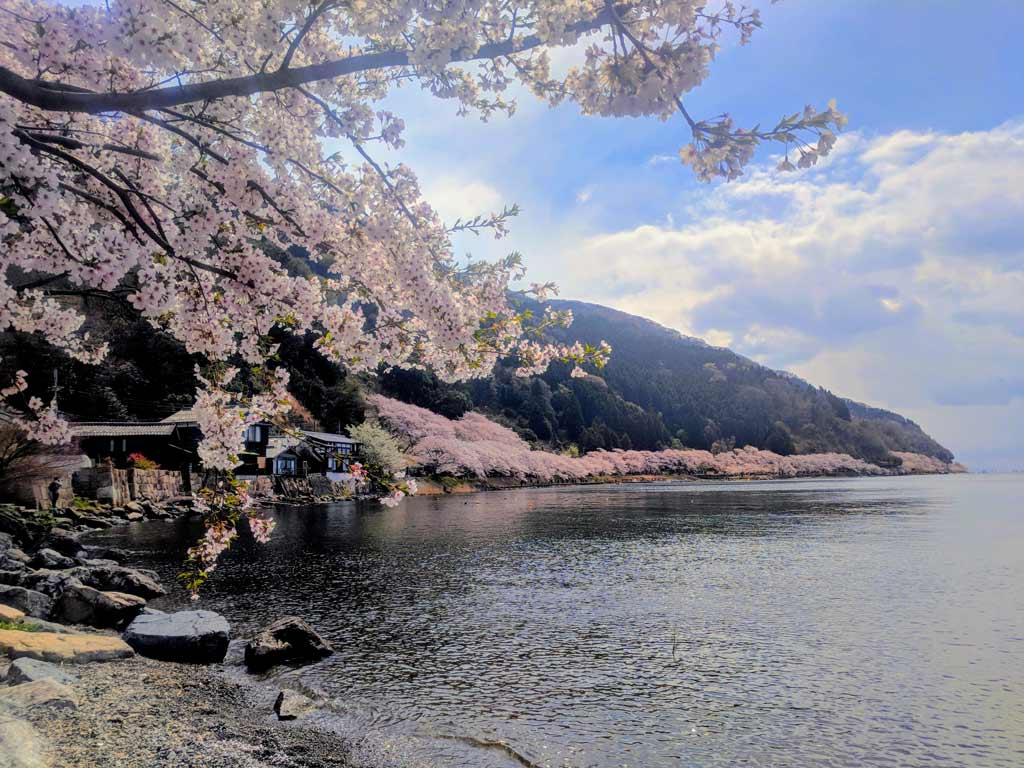 京都櫻花-近郊景點-琵琶湖