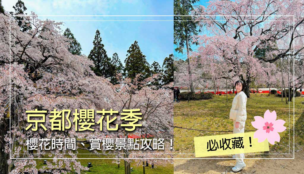 京都櫻花