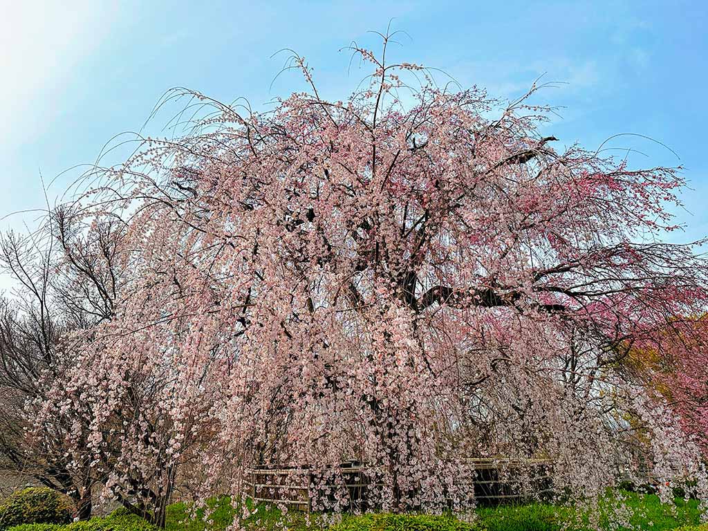圓山公園-京都櫻花