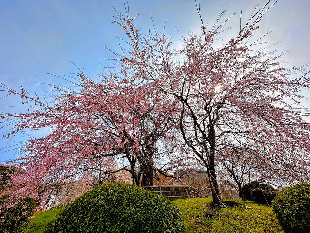 圓山公園-京都櫻花