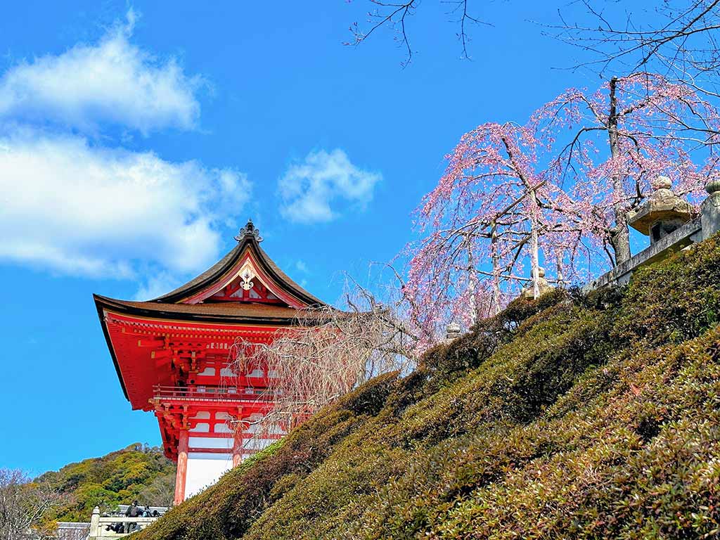 清水寺-櫻花