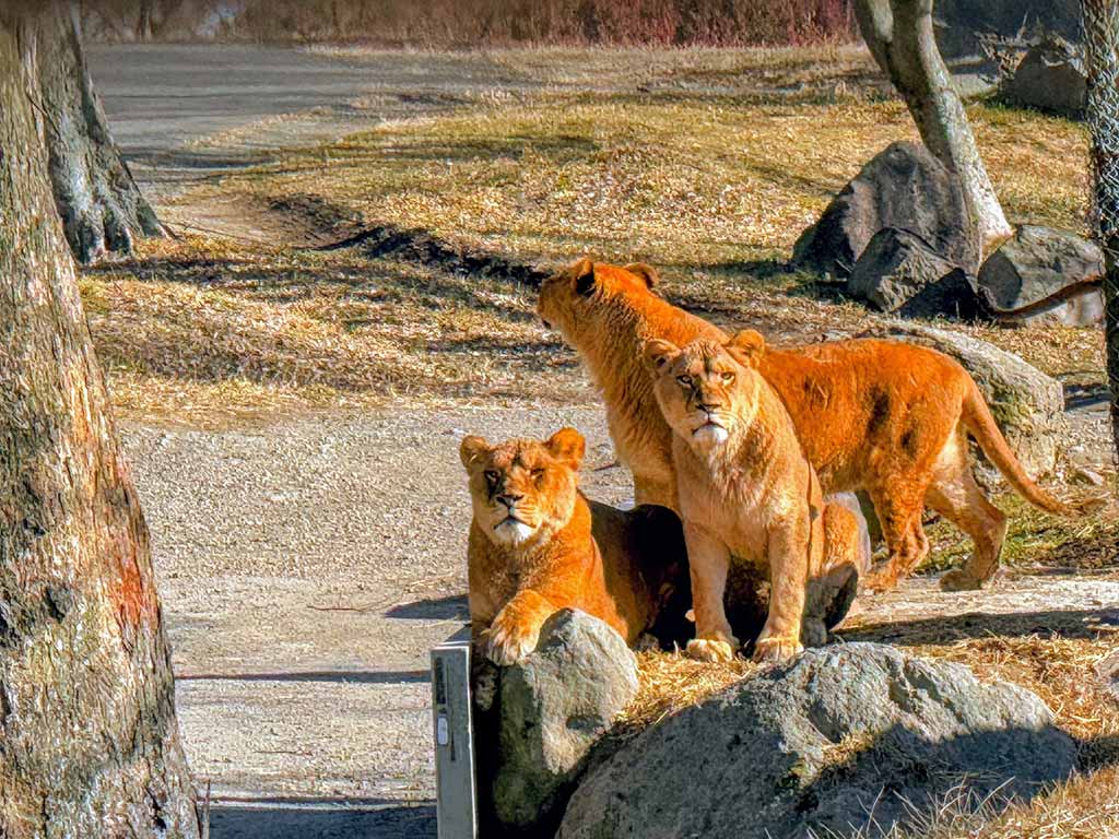 九州自然動物園