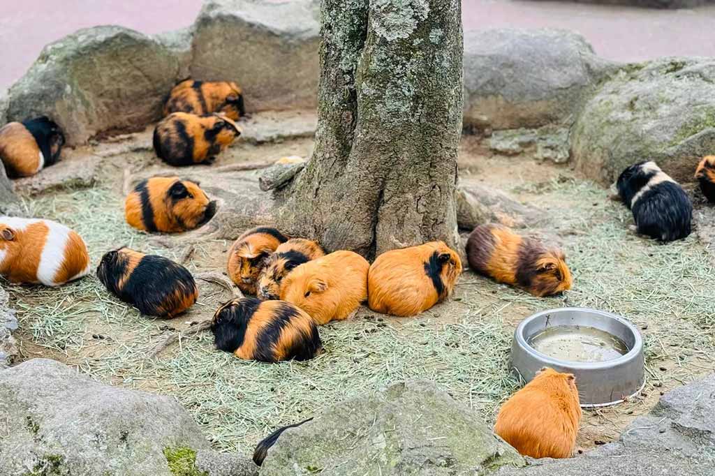 九州自然動物園
