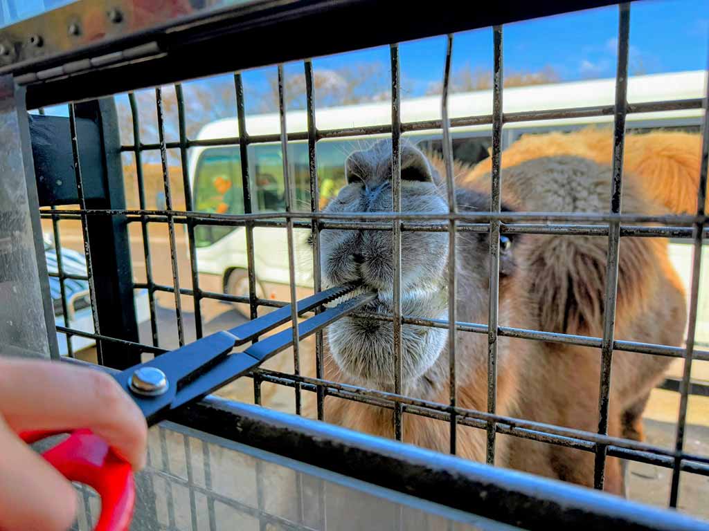 九州自然動物園