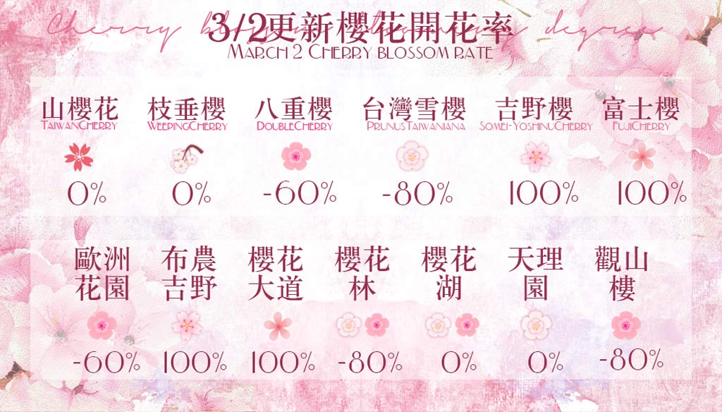 九族櫻花