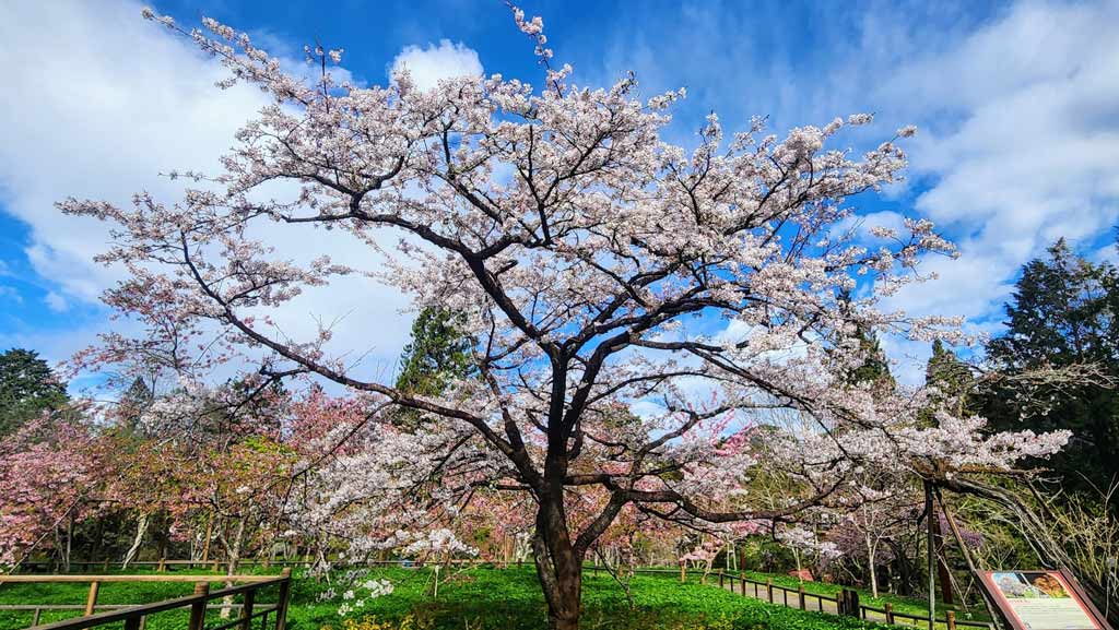 阿里山櫻花