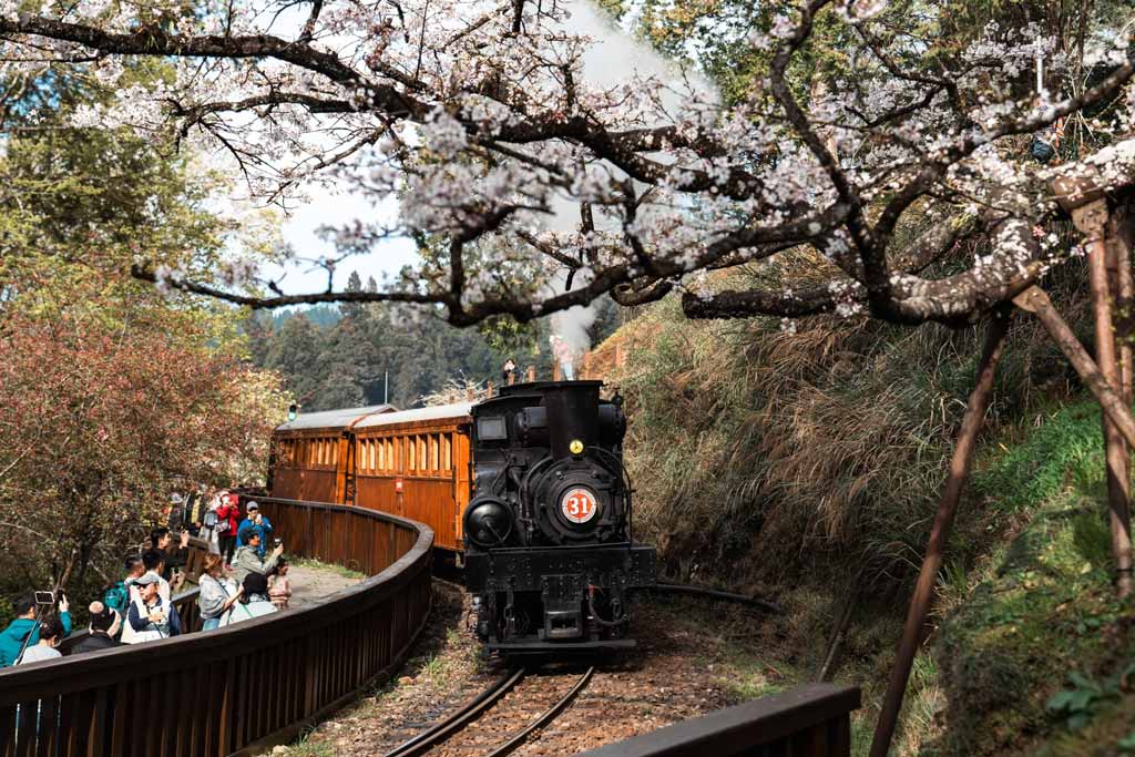 阿里山櫻花季主題列車