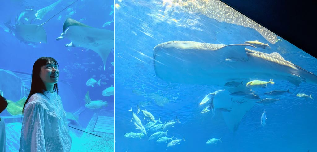 沖繩美麗海水族館