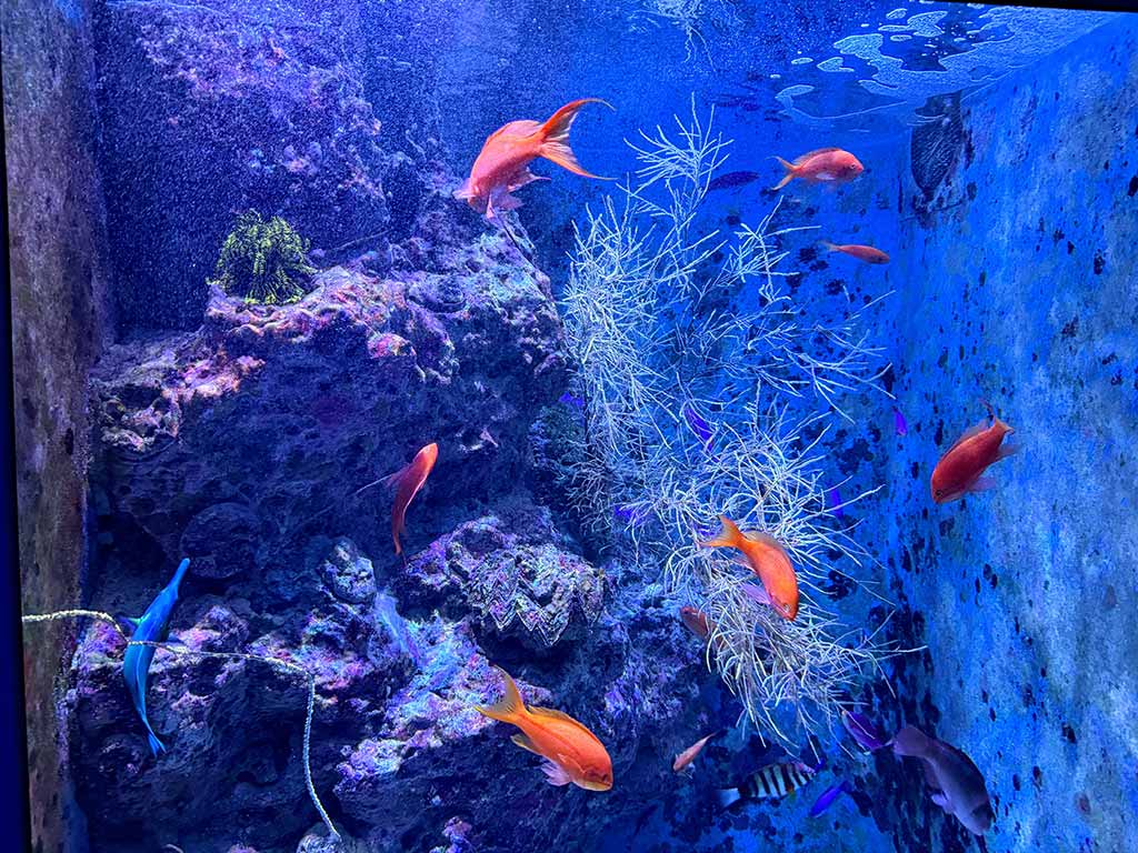 美麗海水族館