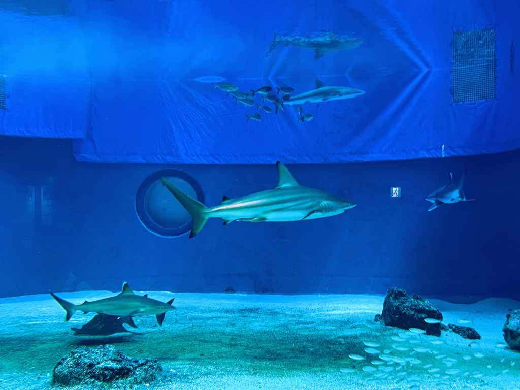 美麗海水族館