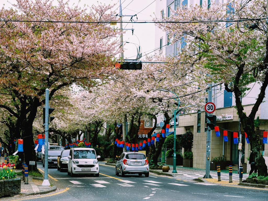 濟州島租車